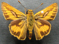 Adult Male Upper of Green Darter - Telicota ancilla ancilla